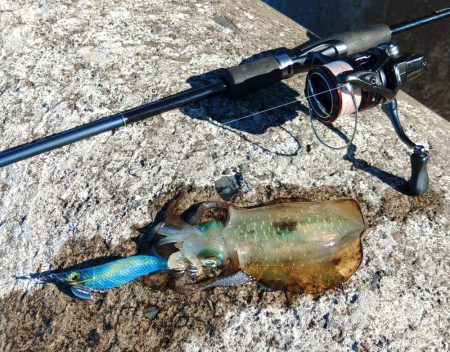 エギング秋シーズン開幕！